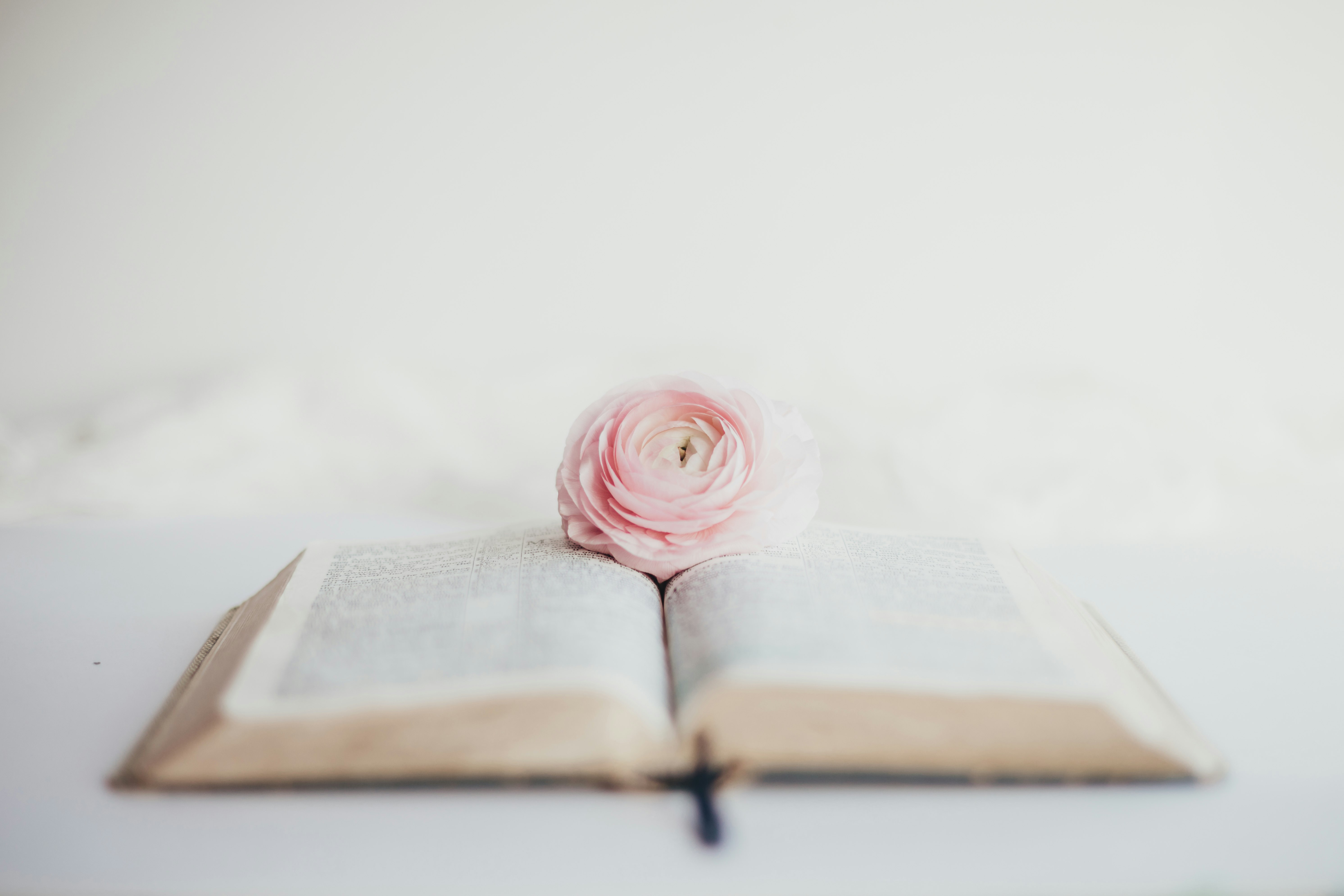 pink rose on book page